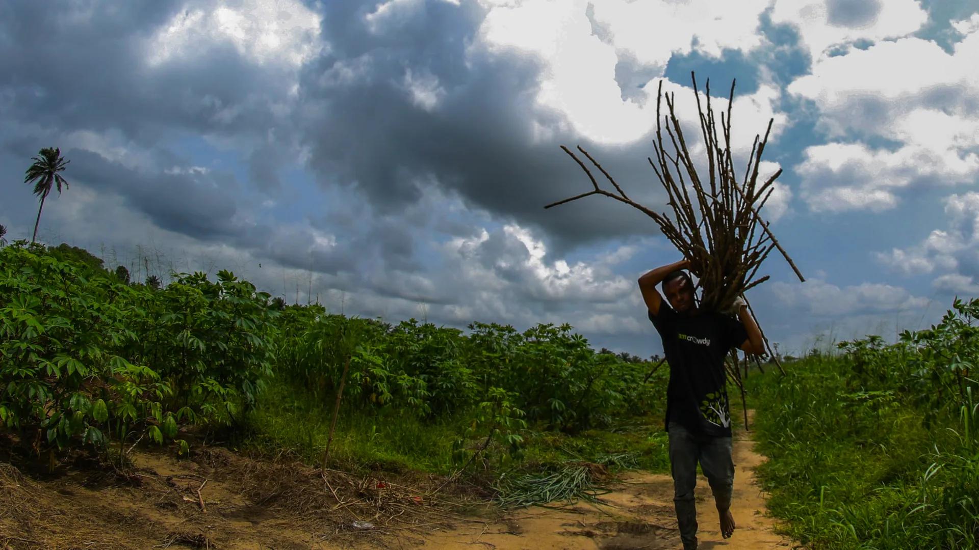 A Farmcrowdy-branded farmer carrying firewood along a farm path between rows of cassava, under a stormy sky.