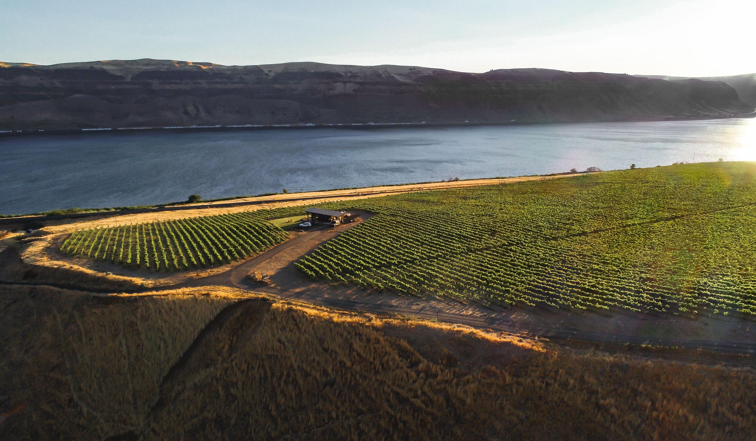 Field of grapes and a small house overlooking the Columbia River and the Oregon side of the Gorge.