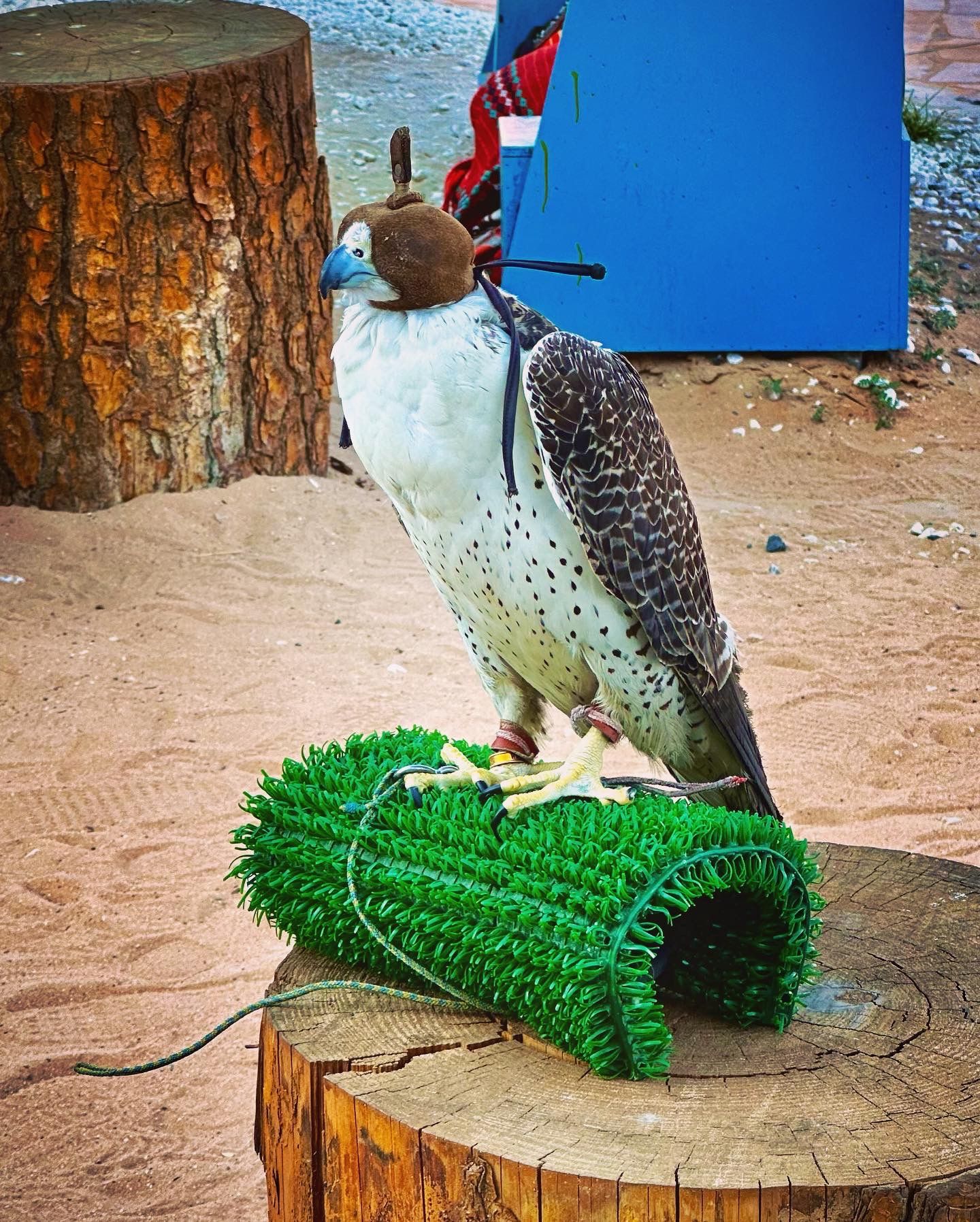A falcon wearing a hood, standing on a perch.