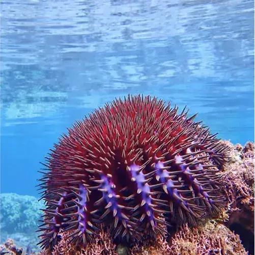 Plonger dans les lagons et récifs coralliens