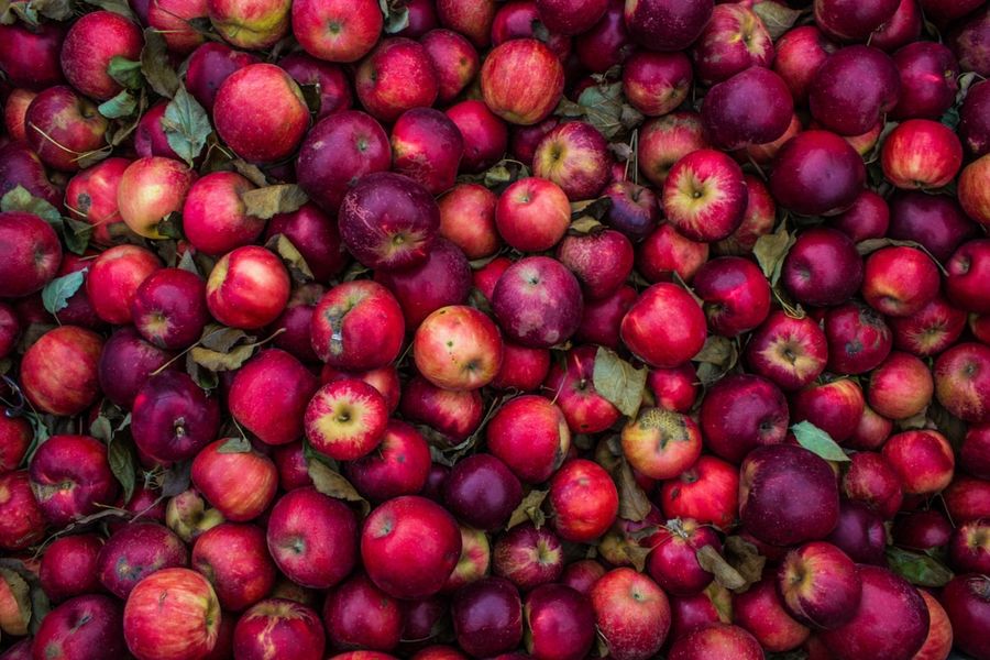 The Olive Harvest in Crete: A Week You Will Not Forget