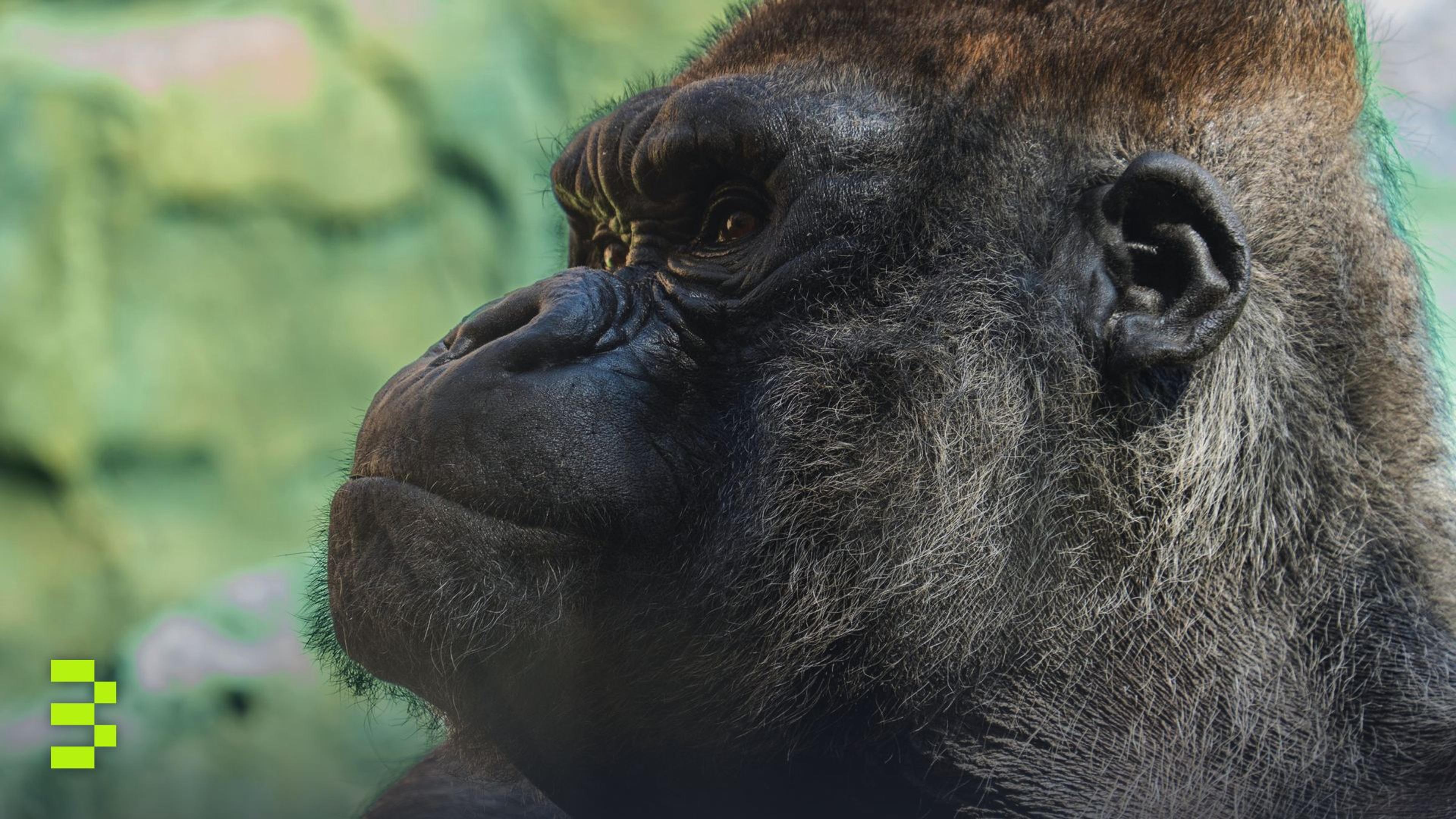 Side profile of a gorilla at Valencia Zoo.