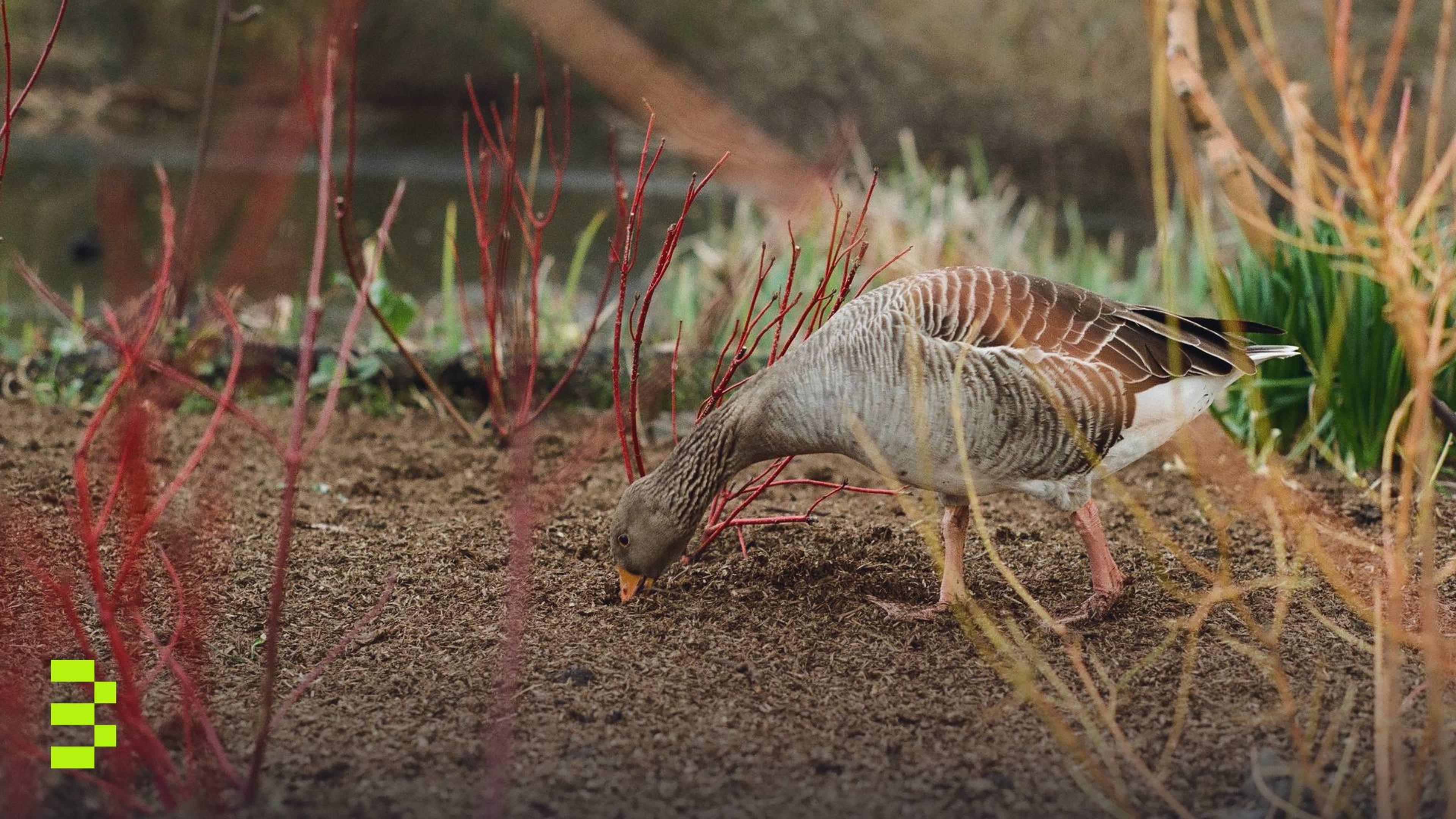 A gray goose forages for food in a colorful garden with red and yellow plants.