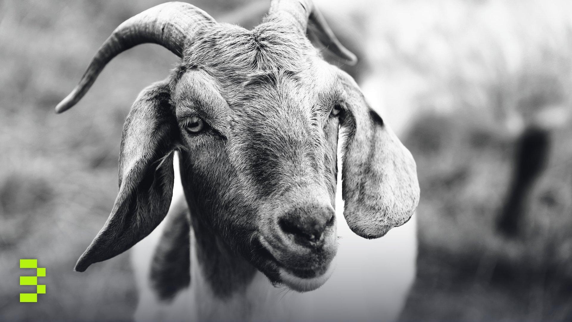 A close-up view of a goat in a meadow.