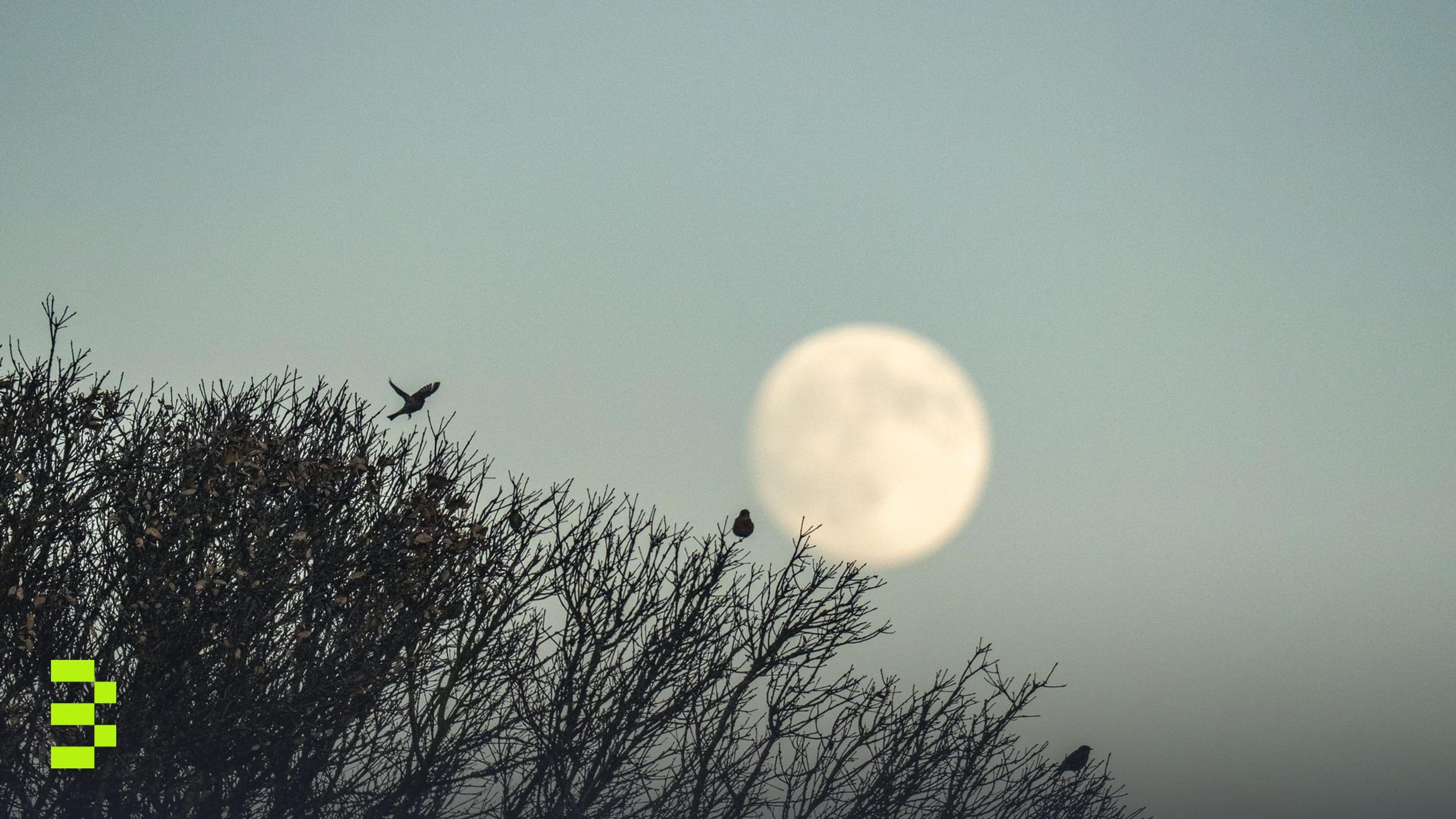 A serene view of the full moon rising behind bare tree branches with birds perched peacefully.