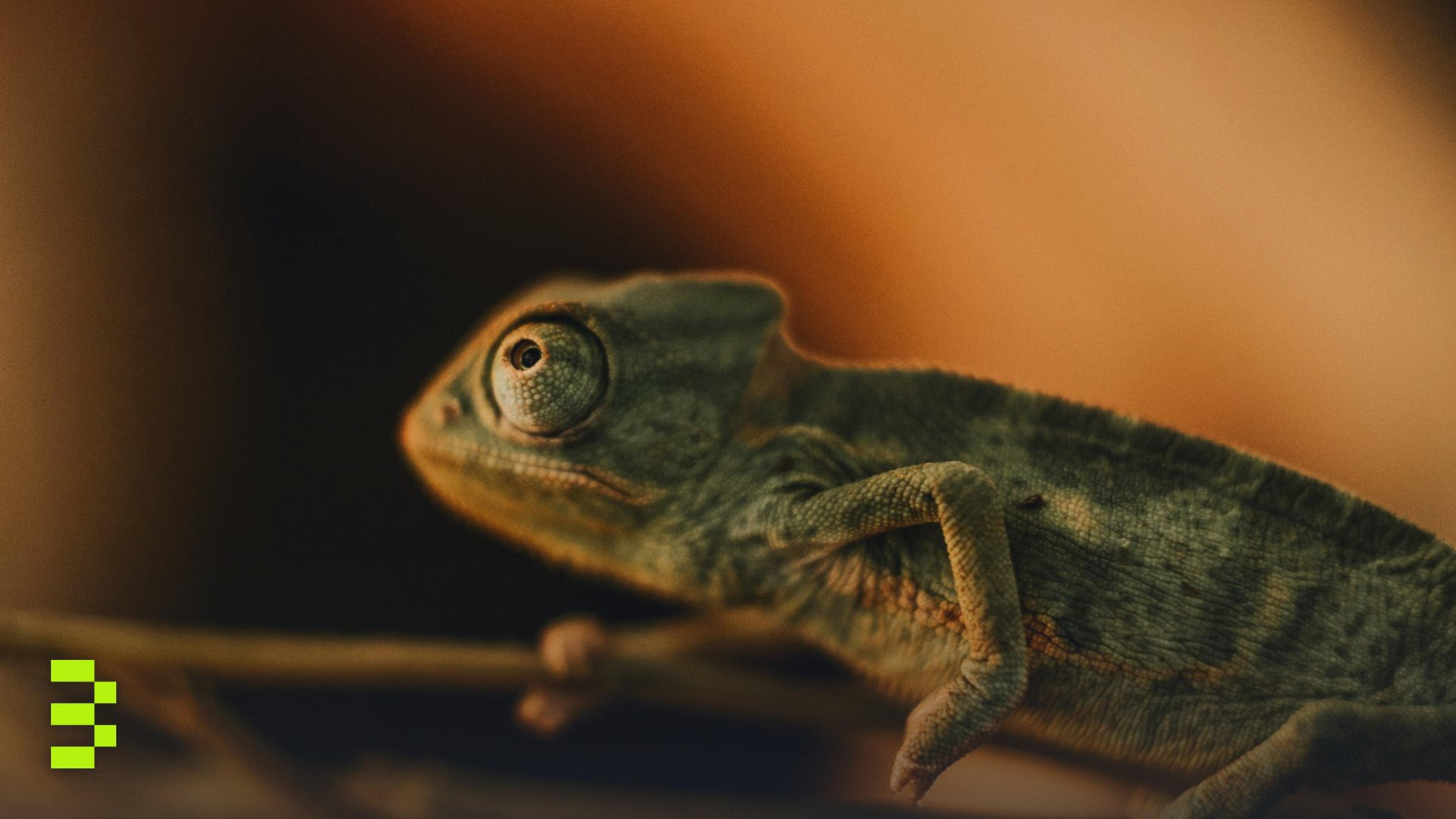 Detailed close-up of a chameleon.