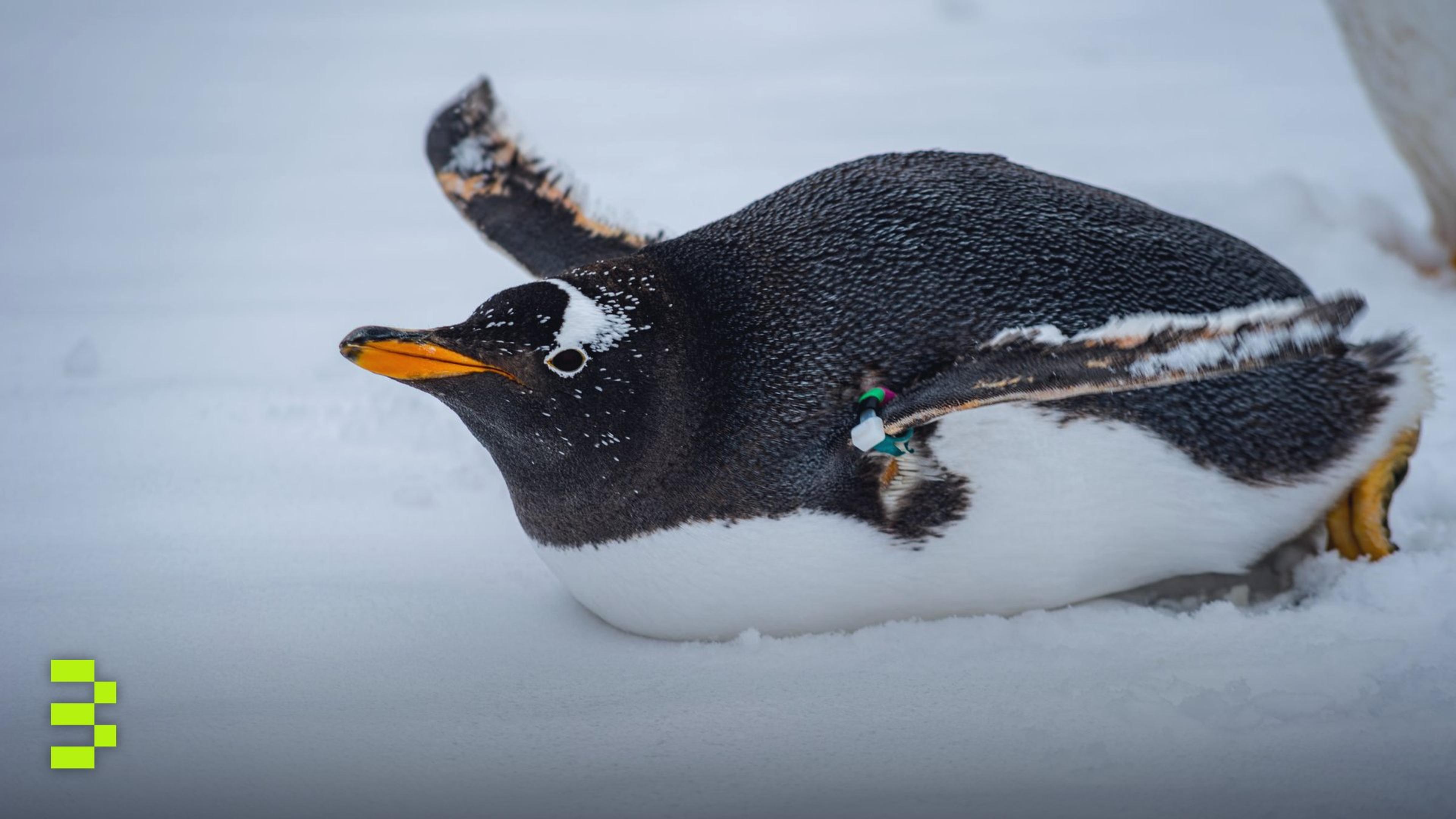 Gentoo penguin resting on the snow.