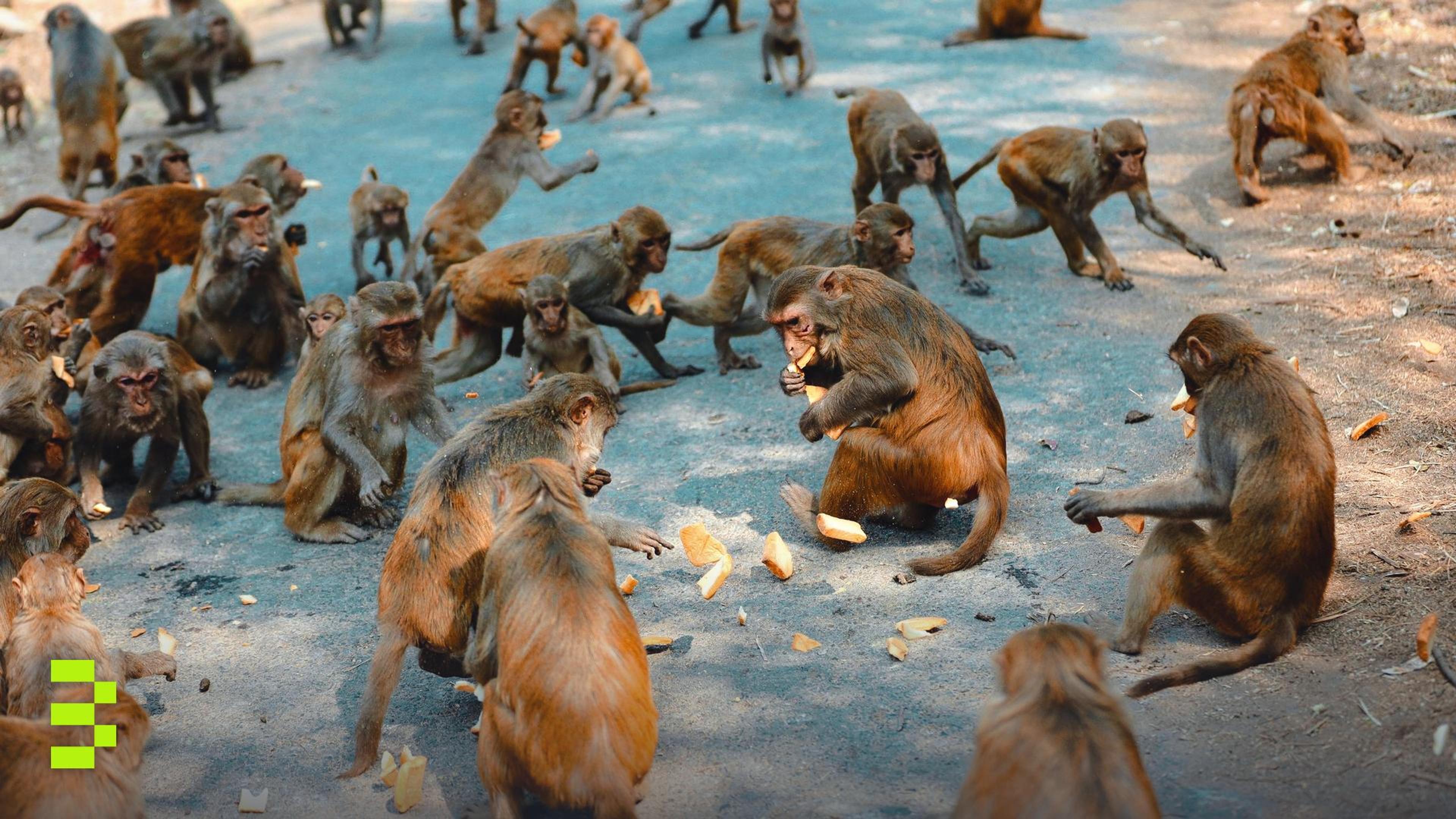 A large group of monkeys gathering and eating bread outdoors on a sunny day.