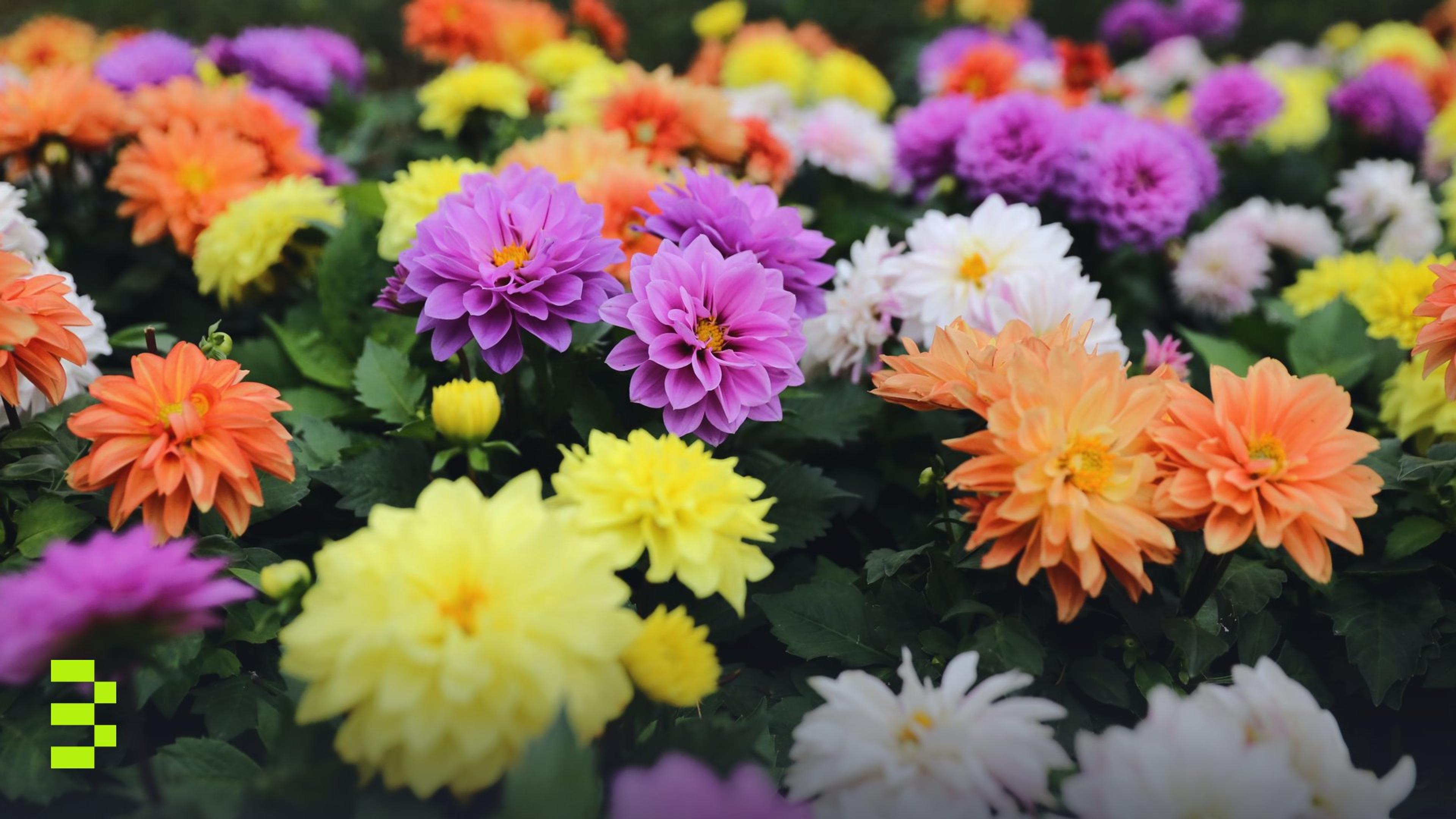 A colorful display of dahlia flowers in full bloom.
