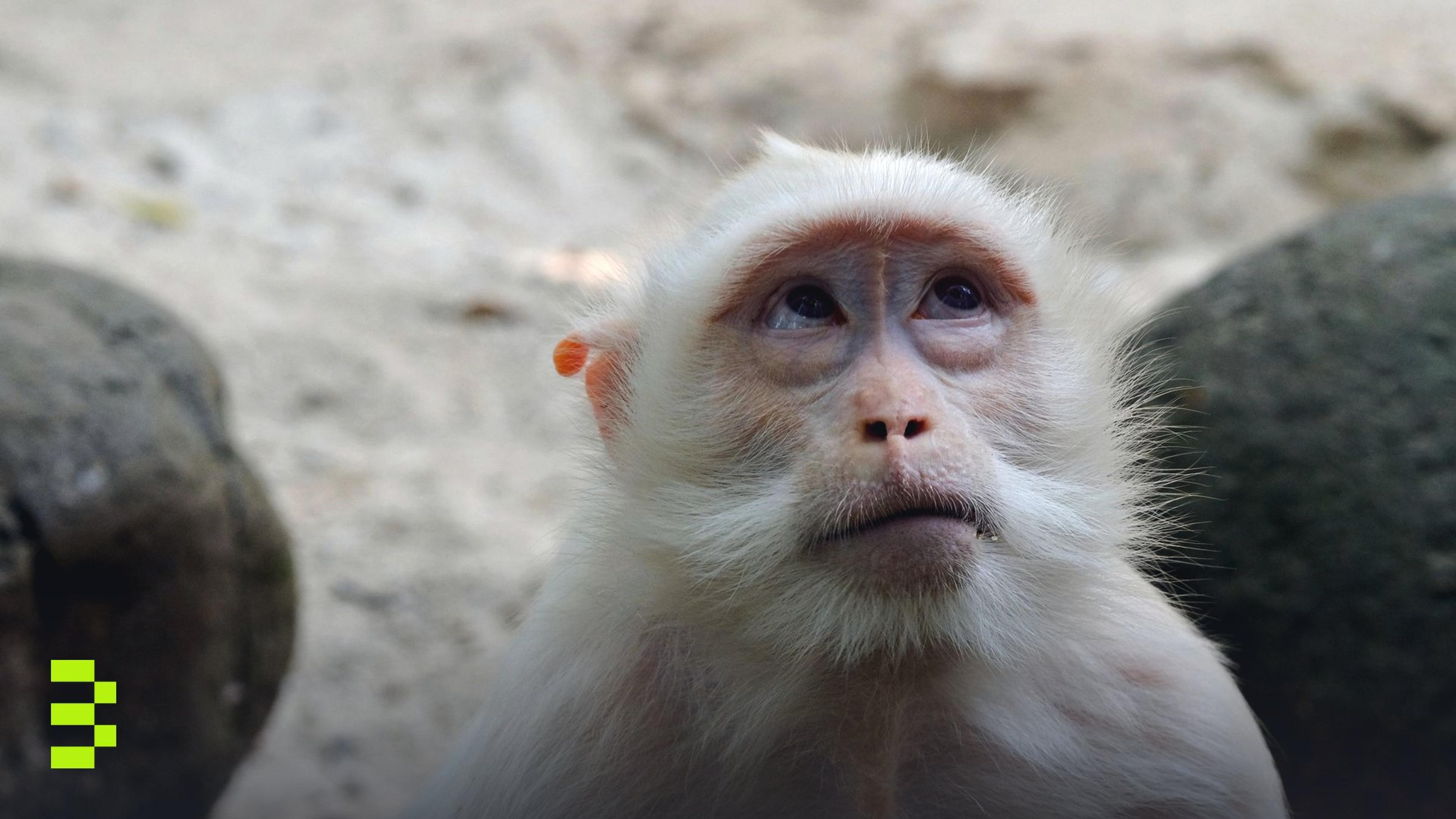 A close-up shot of a contemplative white monkey gazing upwards, outdoors.