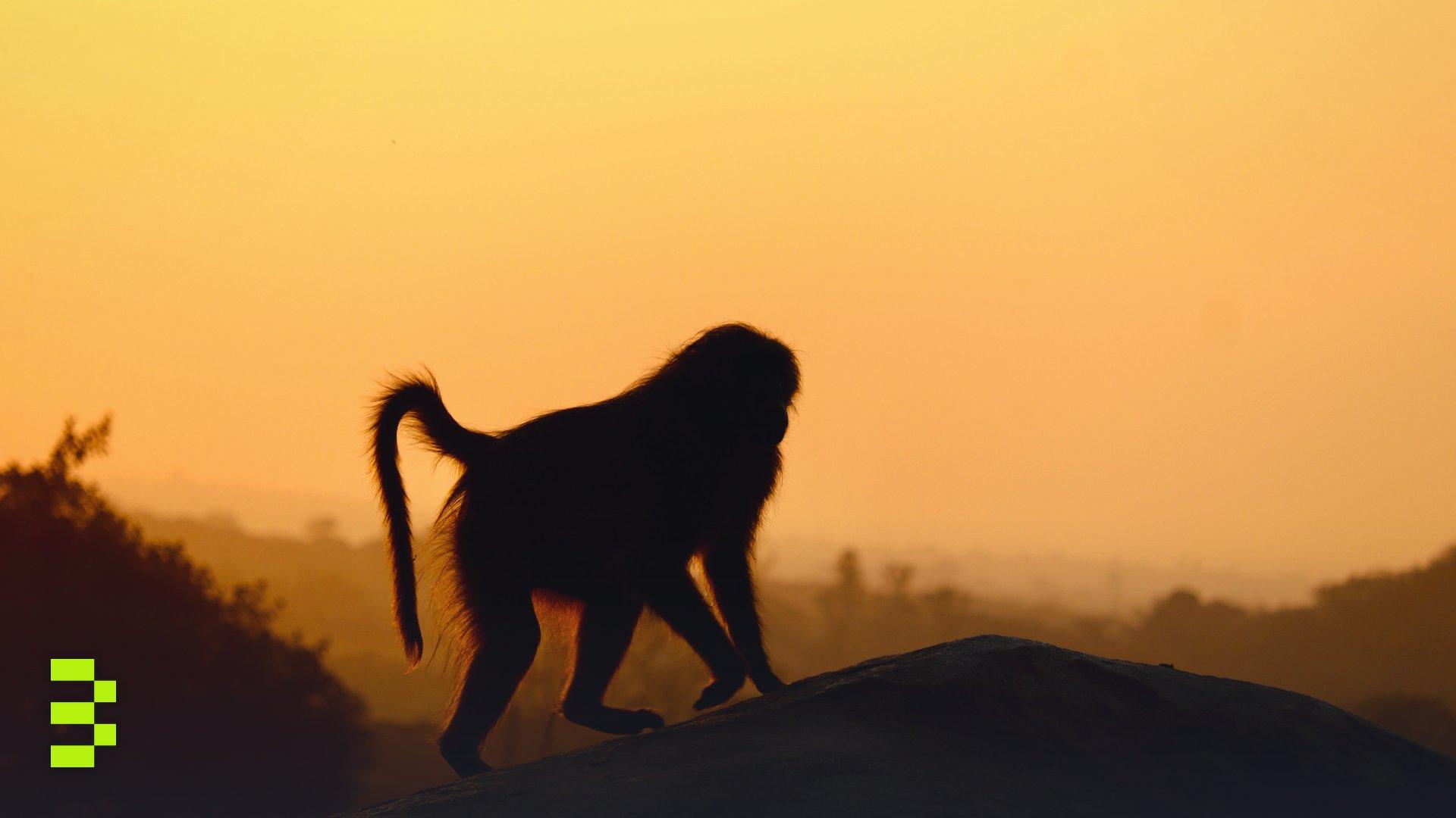 A baboon silhouetted on rocky terrain under a Zimbabwe sunset.