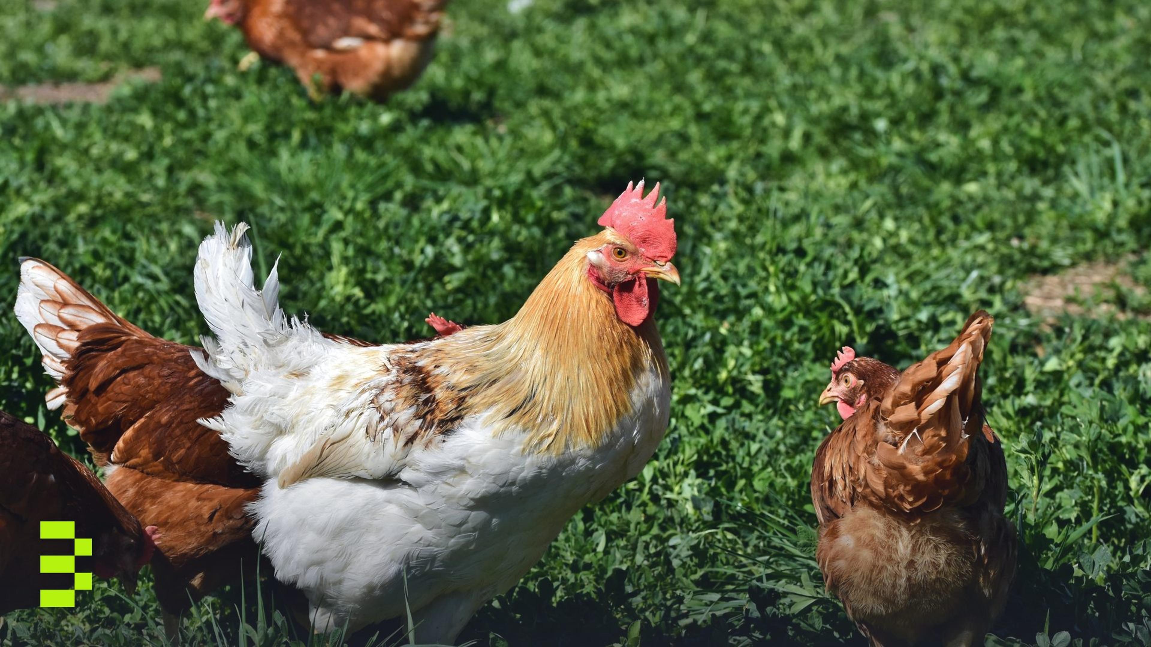Healthy chickens and a rooster foraging on a sunny farm.