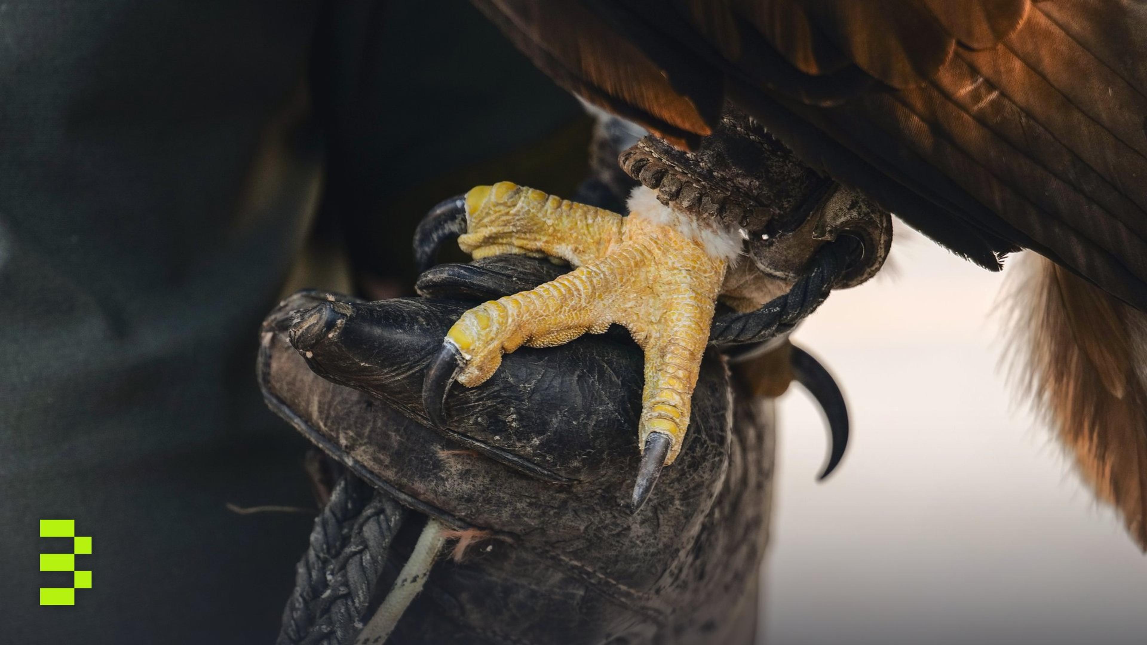 Detailed image of an eagle's talon gripping a gloved hand.