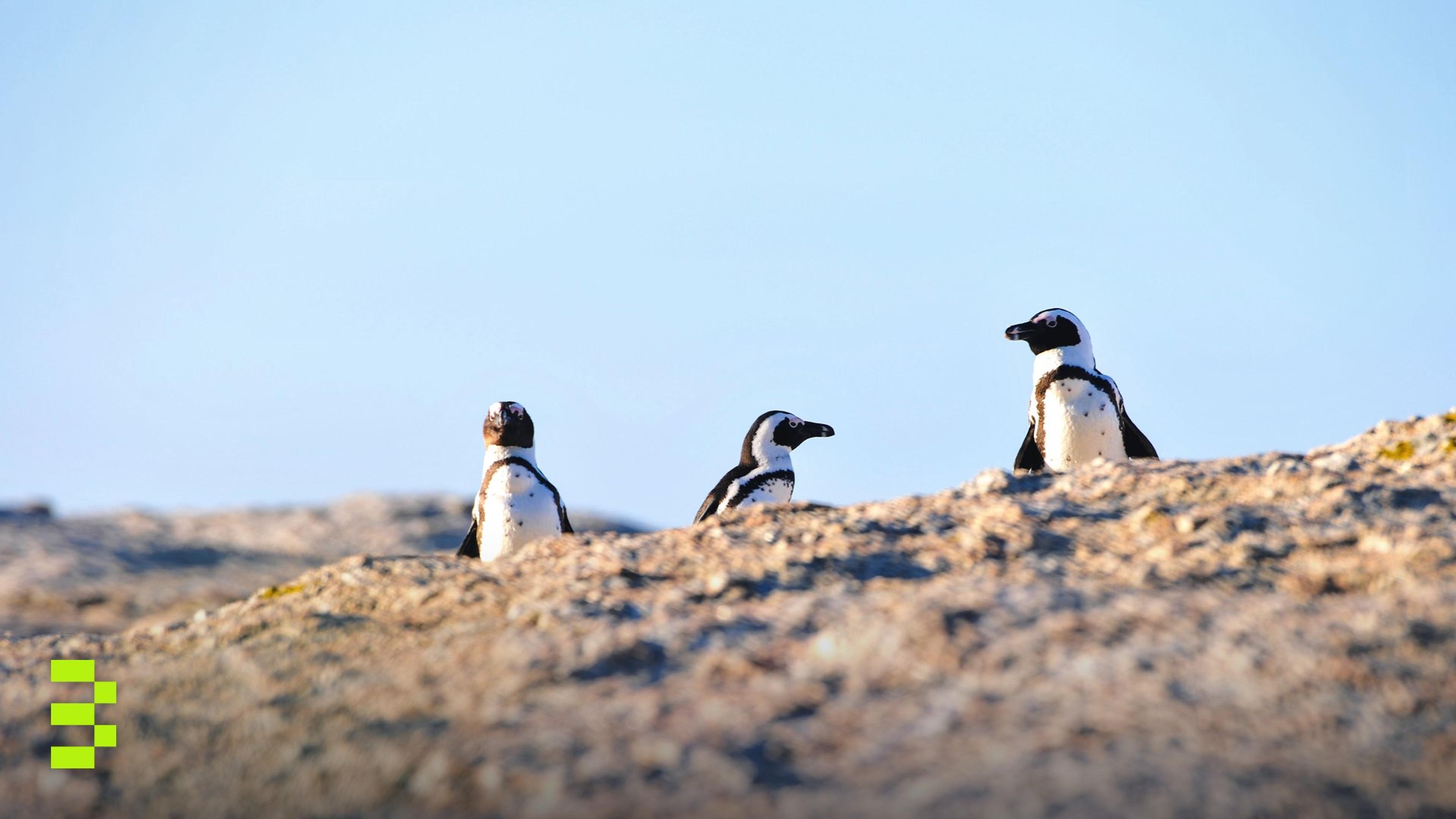 Three African Penguins standing on a rocky shore under a clear blue sky.