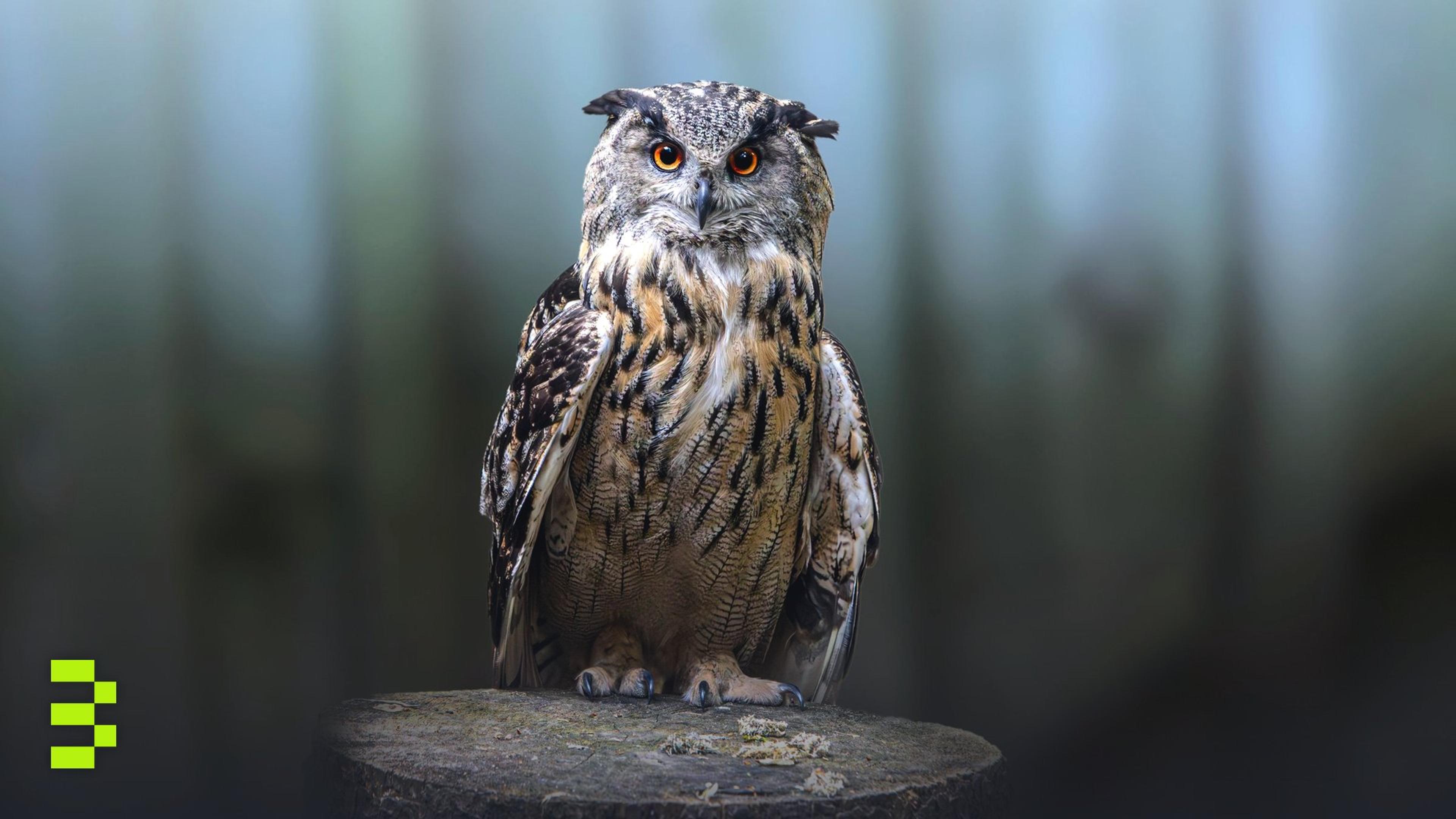 Close-up of a Eurasian Eagle-Owl perched on a tree stump in a forest setting.