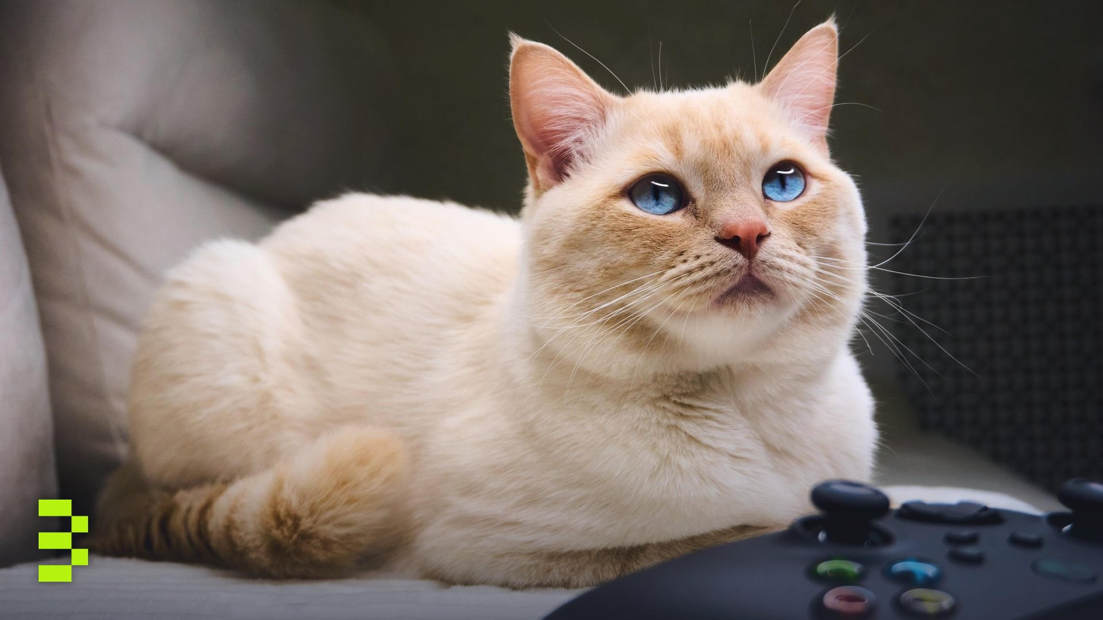 A cute cream-colored cat with blue eyes lounging next to a game controller.