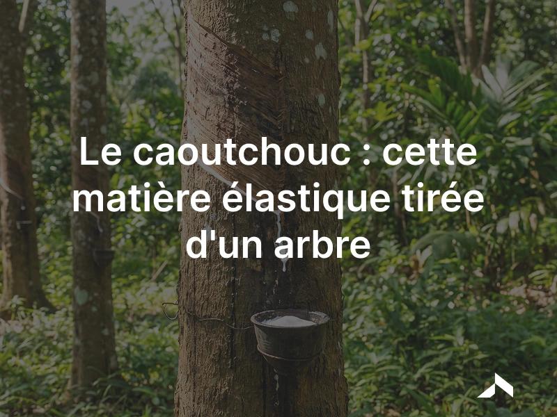 Le caoutchouc: une matière élastique et imperméable tirée du latex de l'hévéa.