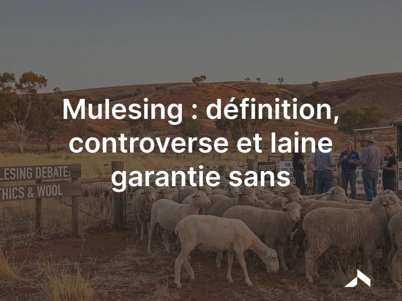 Troupeau de moutons mérinos à la toison plissée, au coeur du débat sur le mulesing