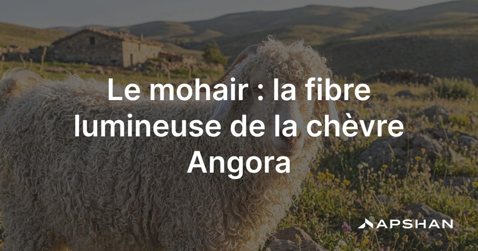 Chèvre Angora à la toison longue et bouclée, source de la fibre de mohair, brillante et soyeuse.