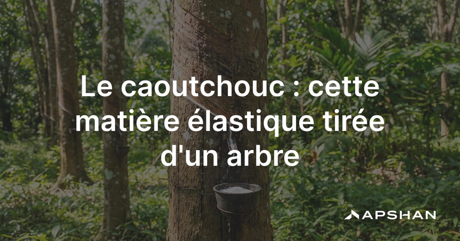 Saignée d'un hévéa: une entaille en spirale fait couler le latex blanc dans un godet, matière première du caoutchouc.