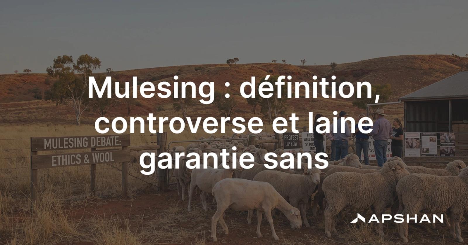 Troupeau de moutons mérinos à la toison plissée, au coeur du débat sur le mulesing