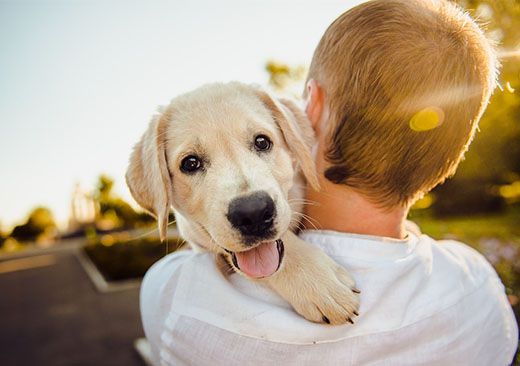 Signs Your Dog Is Overheating and How a Pet Cooling Mat Helps