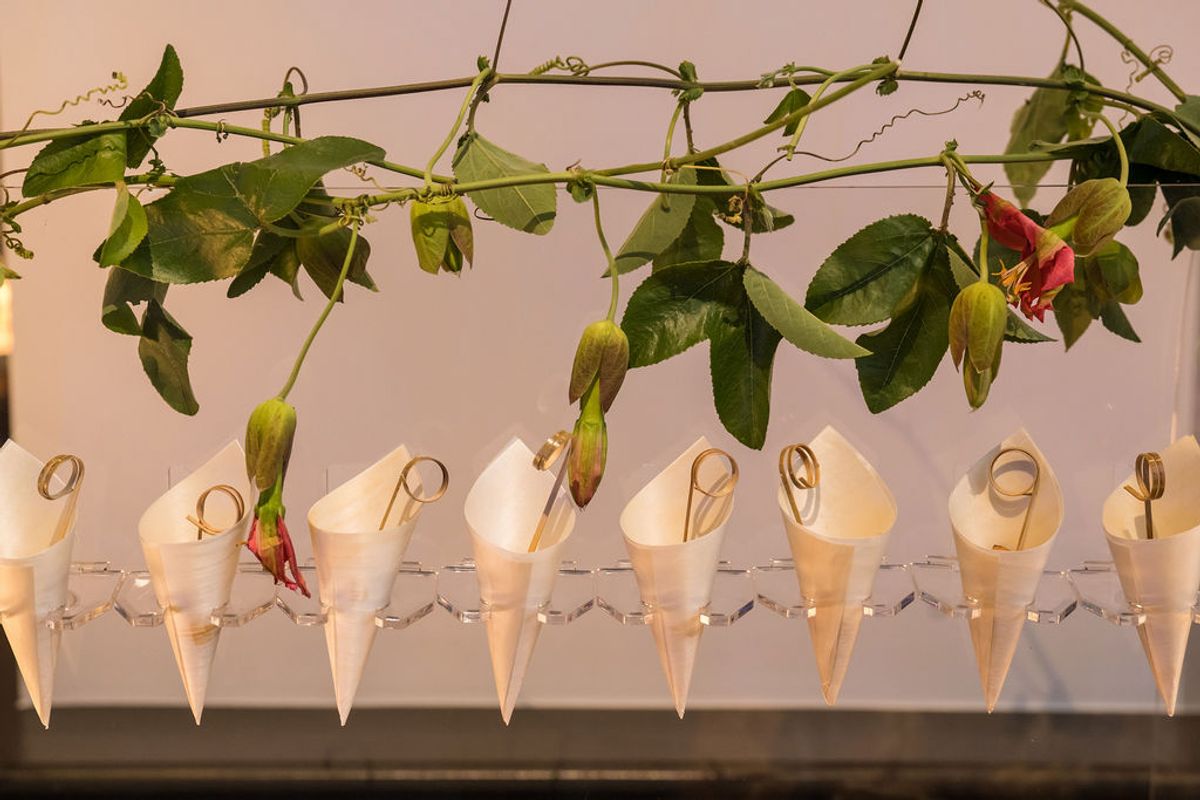 Green vines hang above a row of cone-shaped white paper containers arranged on a table at networking.