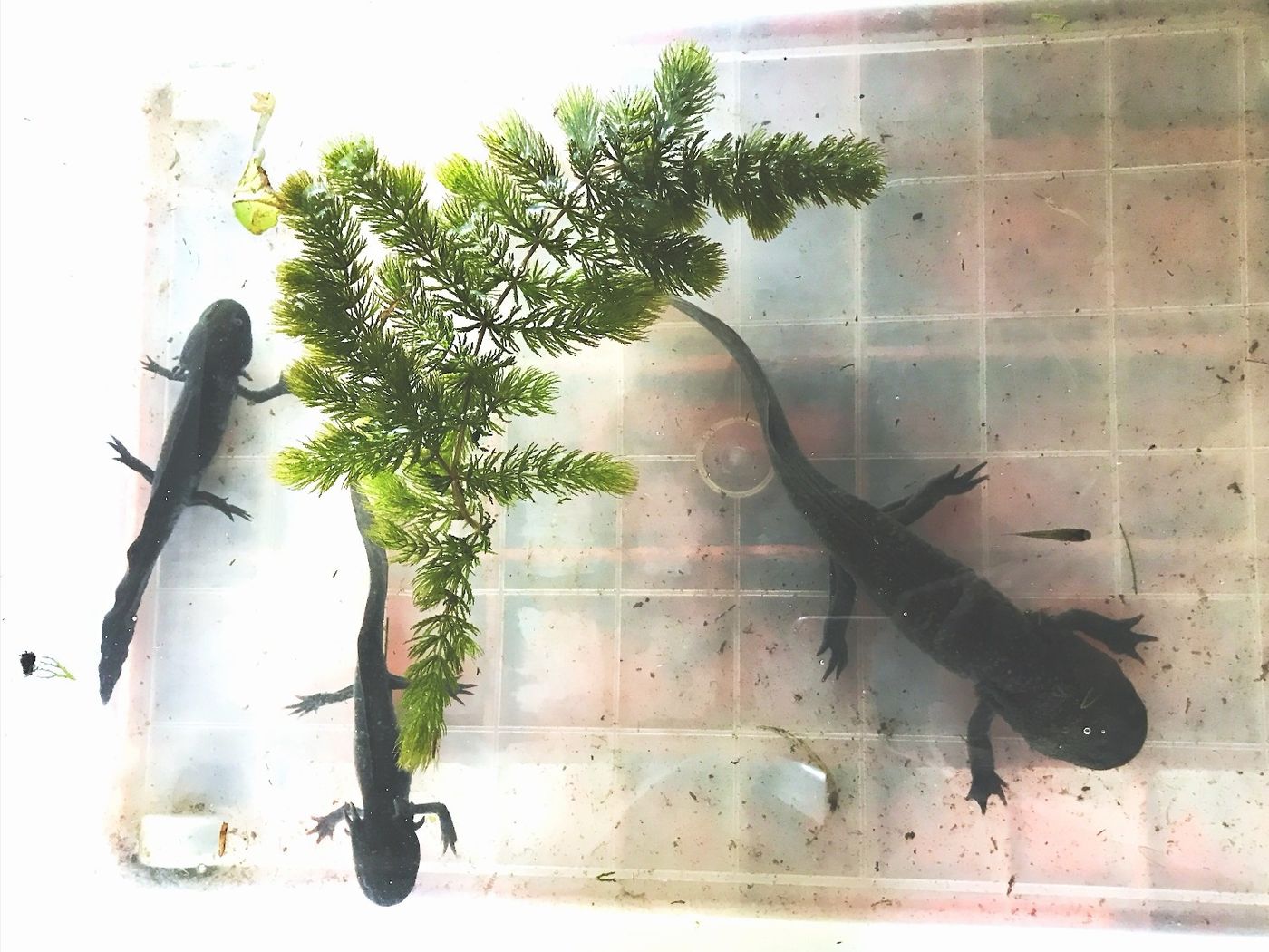 Axolotl