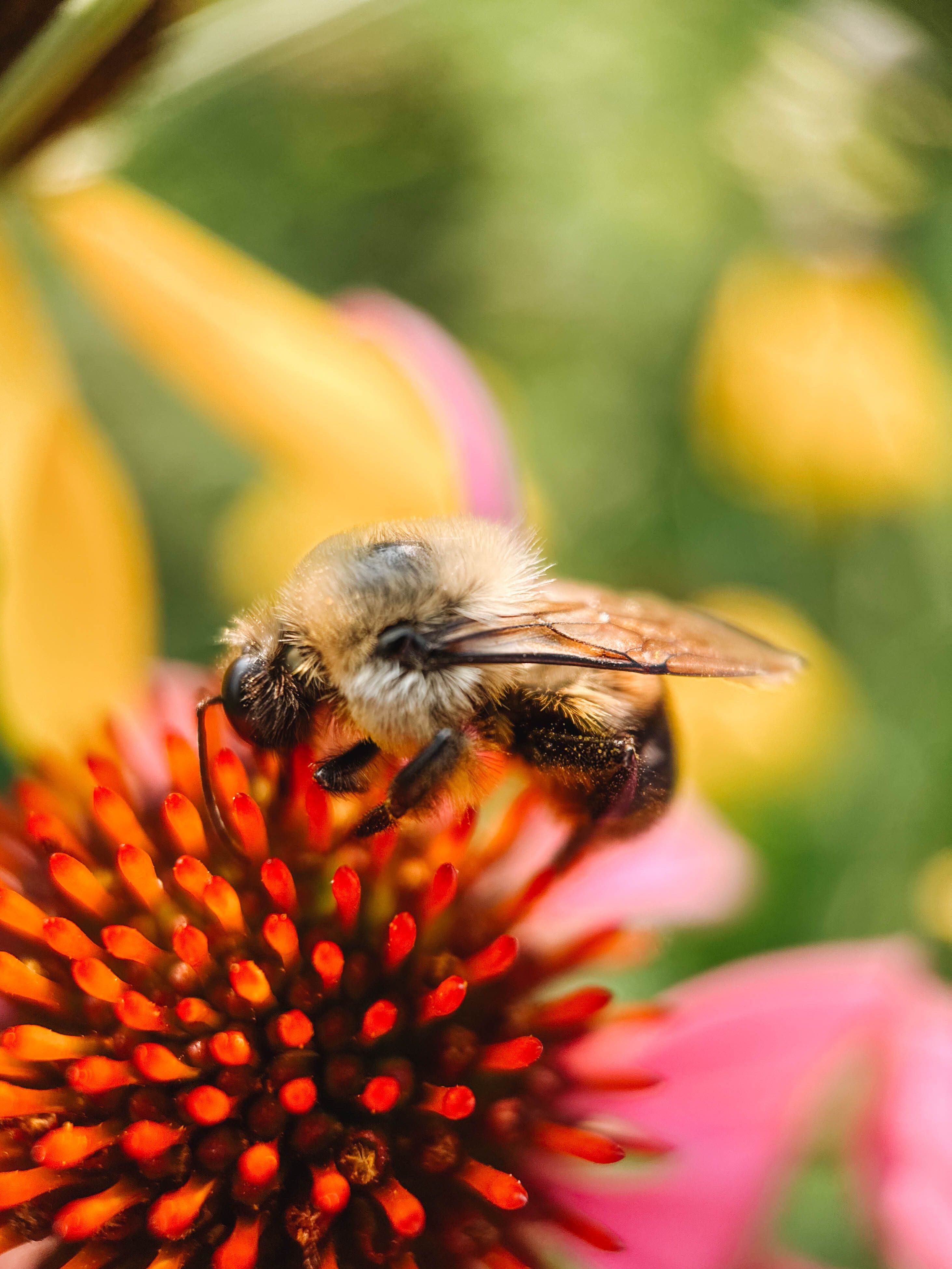 Moment Macro 10x Lens Best Camera Tool for Plant Lovers