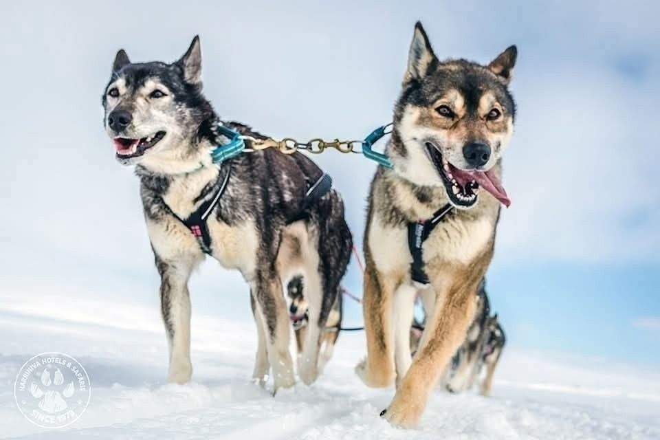 Lapland Experience — photo 2