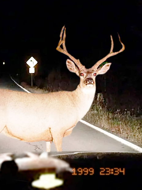 Deer Portrait