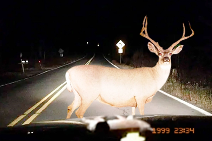 Deer Wide
