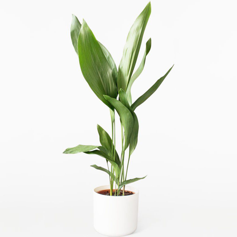 plantes-d-interieur-medd-agencement-aspidistra