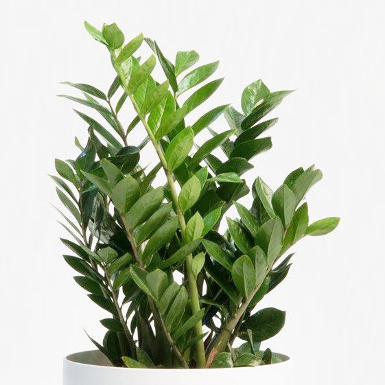 plantes-d-interieur-medd-agencement-zamioculas-1