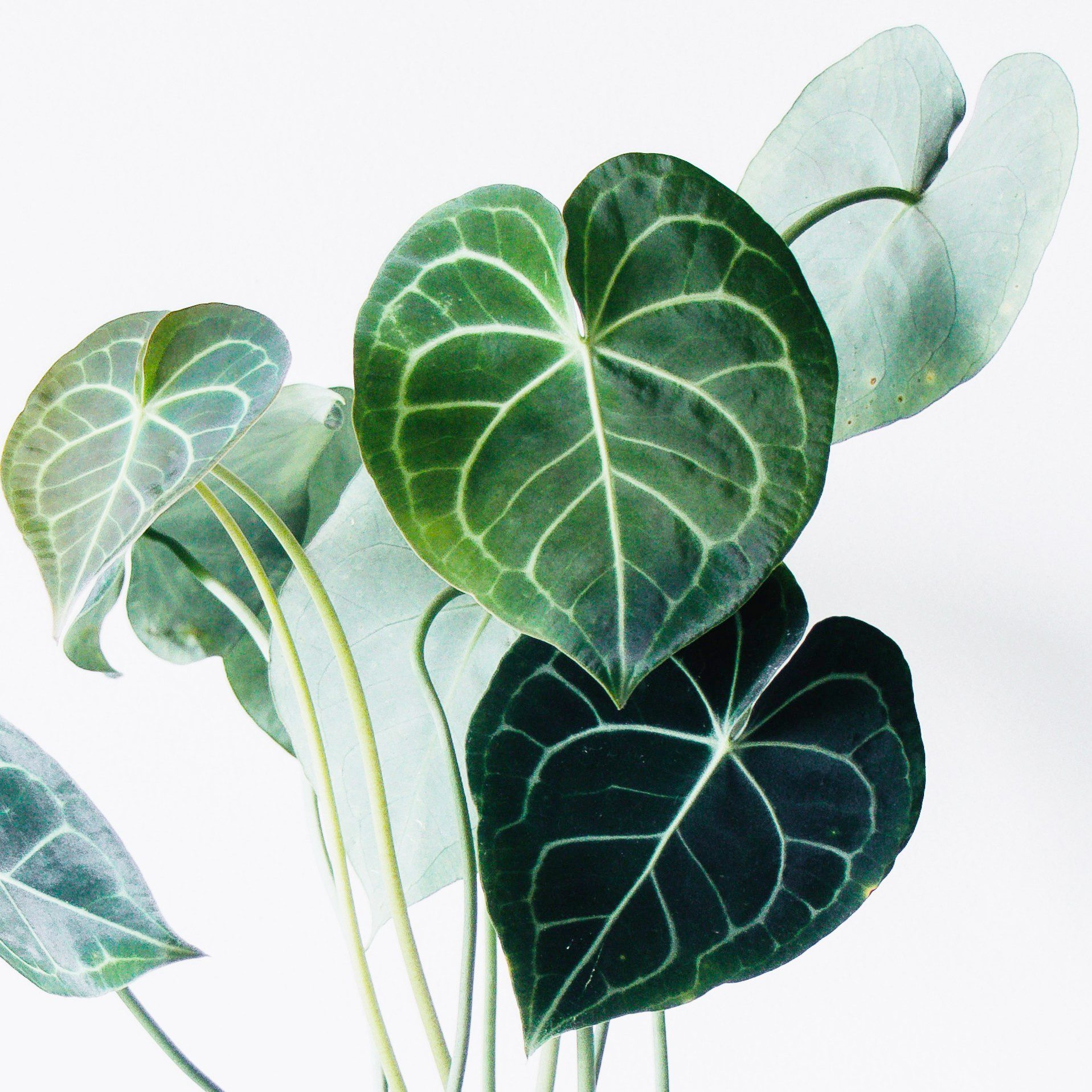 plantes-d-interieur-medd-agencement-filodendro