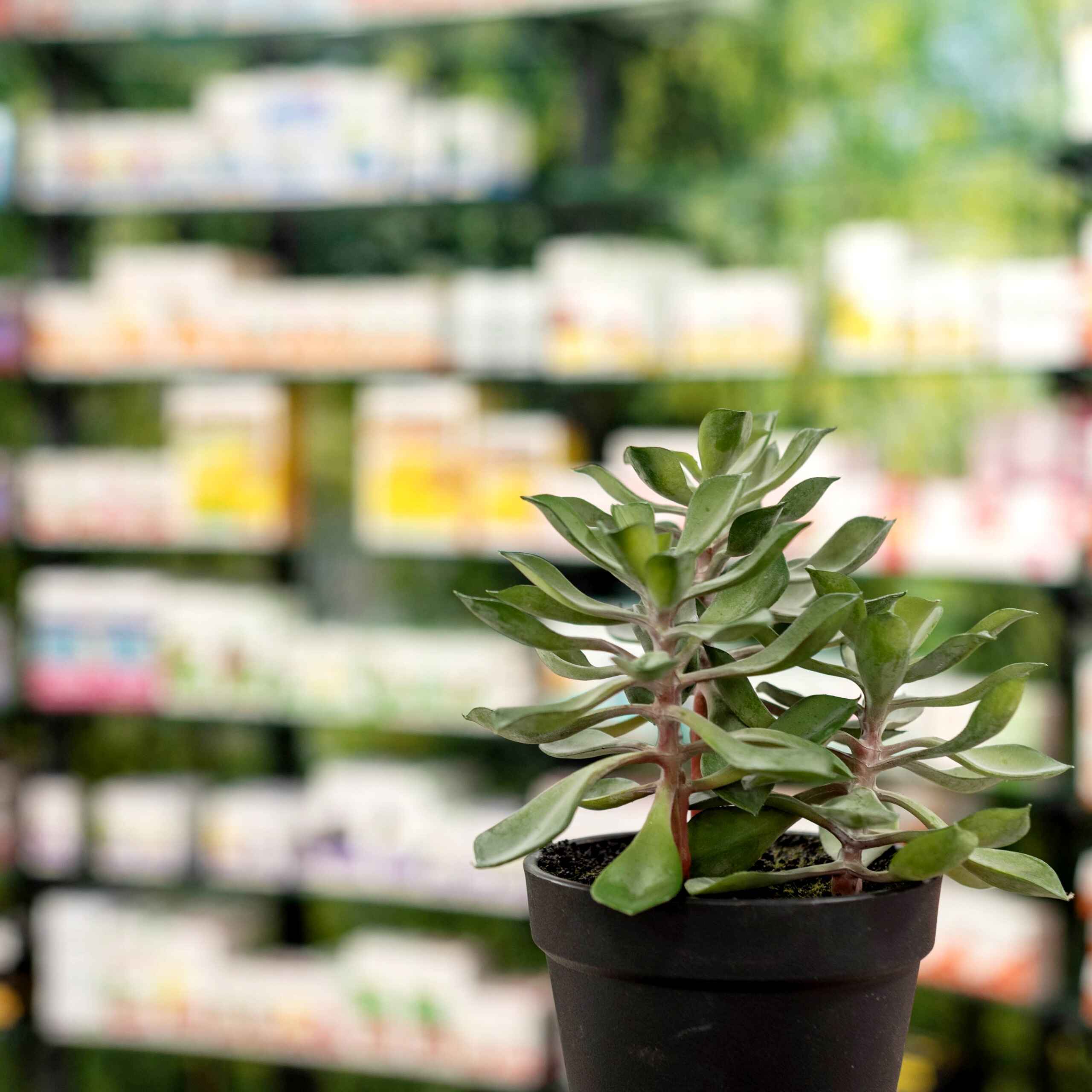 espace de dégustation de thé de la pharmacie