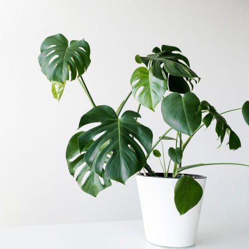 plantes-d-interieur-medd-agencement-monstera