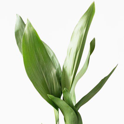 plantes-d-interieur-medd-agencement-aspidistra-1