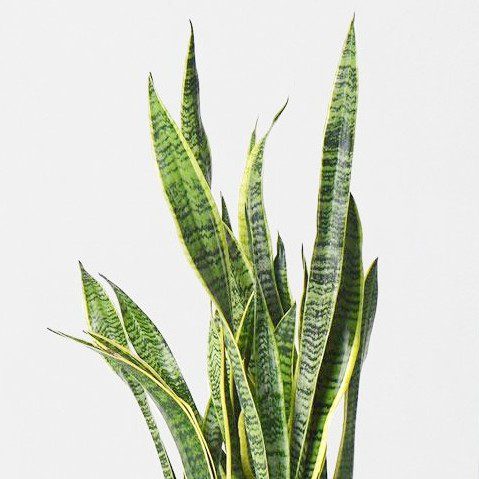 plantes-d-interieur-medd-agencement-trifasciate-sanseveria