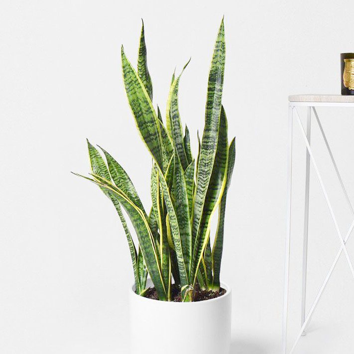 plantes-d-interieur-medd-agencement-trifasciate-sanseveria