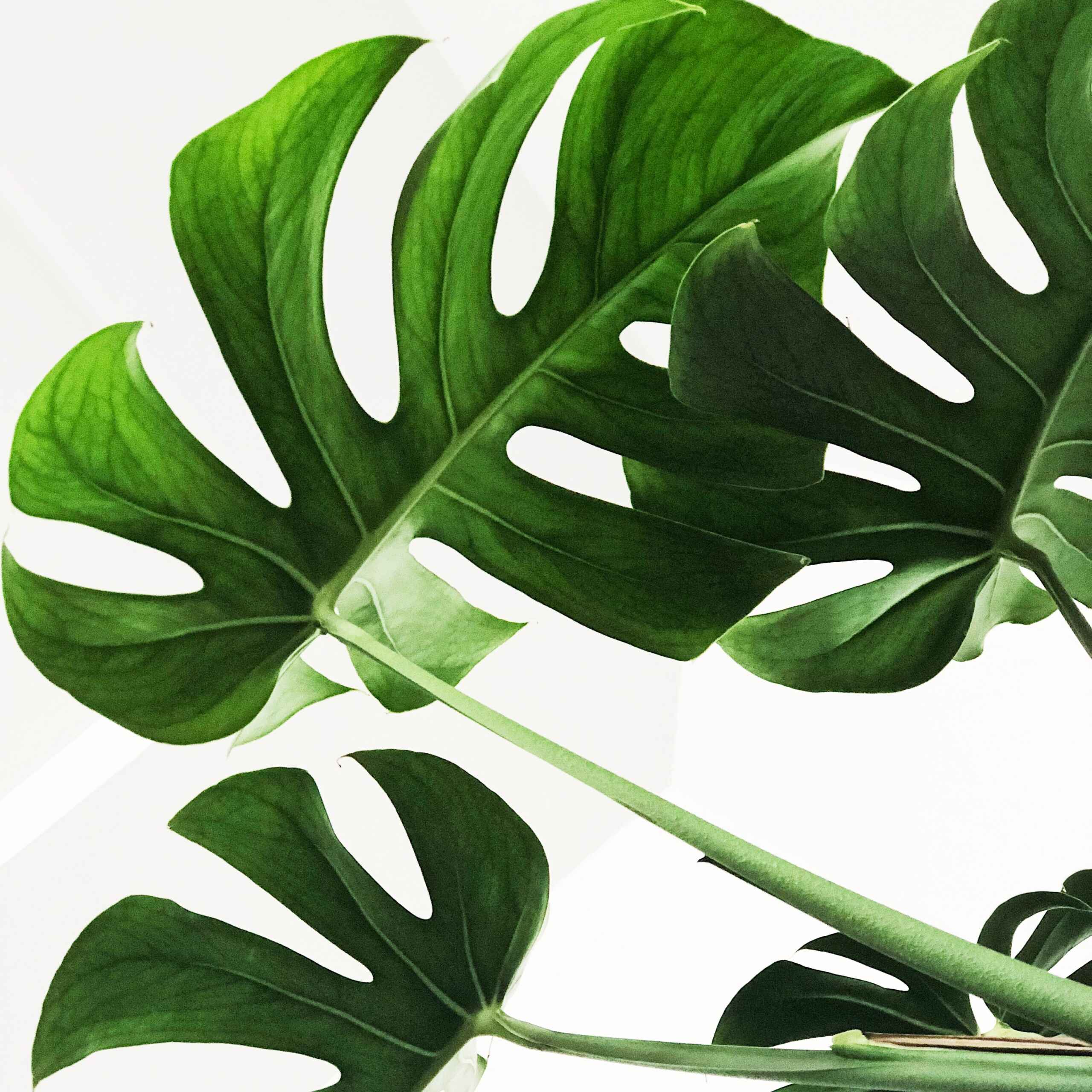 plantes-d-interieur-medd-agencement-monstera-1