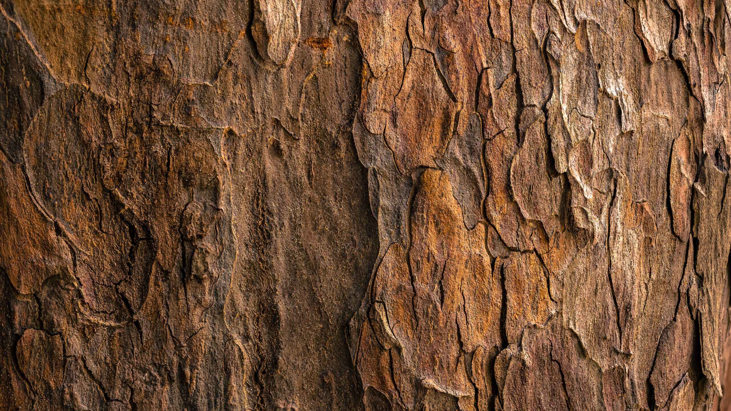 Cork Walls: everything you need to know!