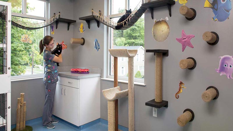 Design for a veterinary clinic - 5 ideas