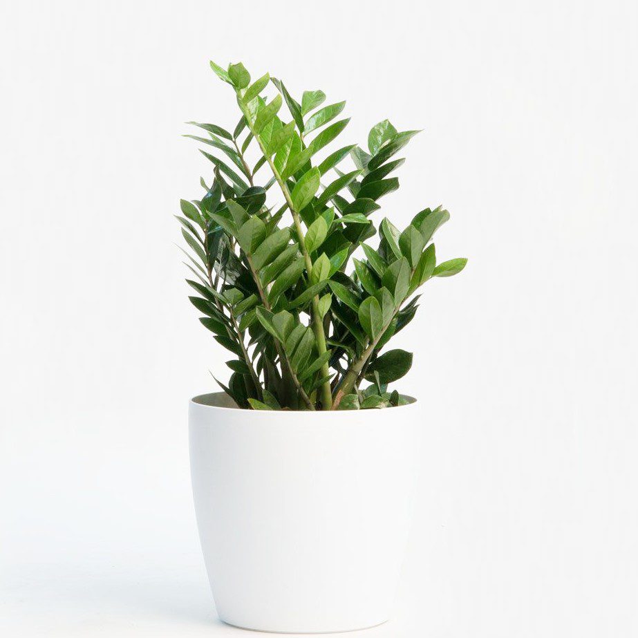 plantes-d-interieur-medd-agencement-zamioculas