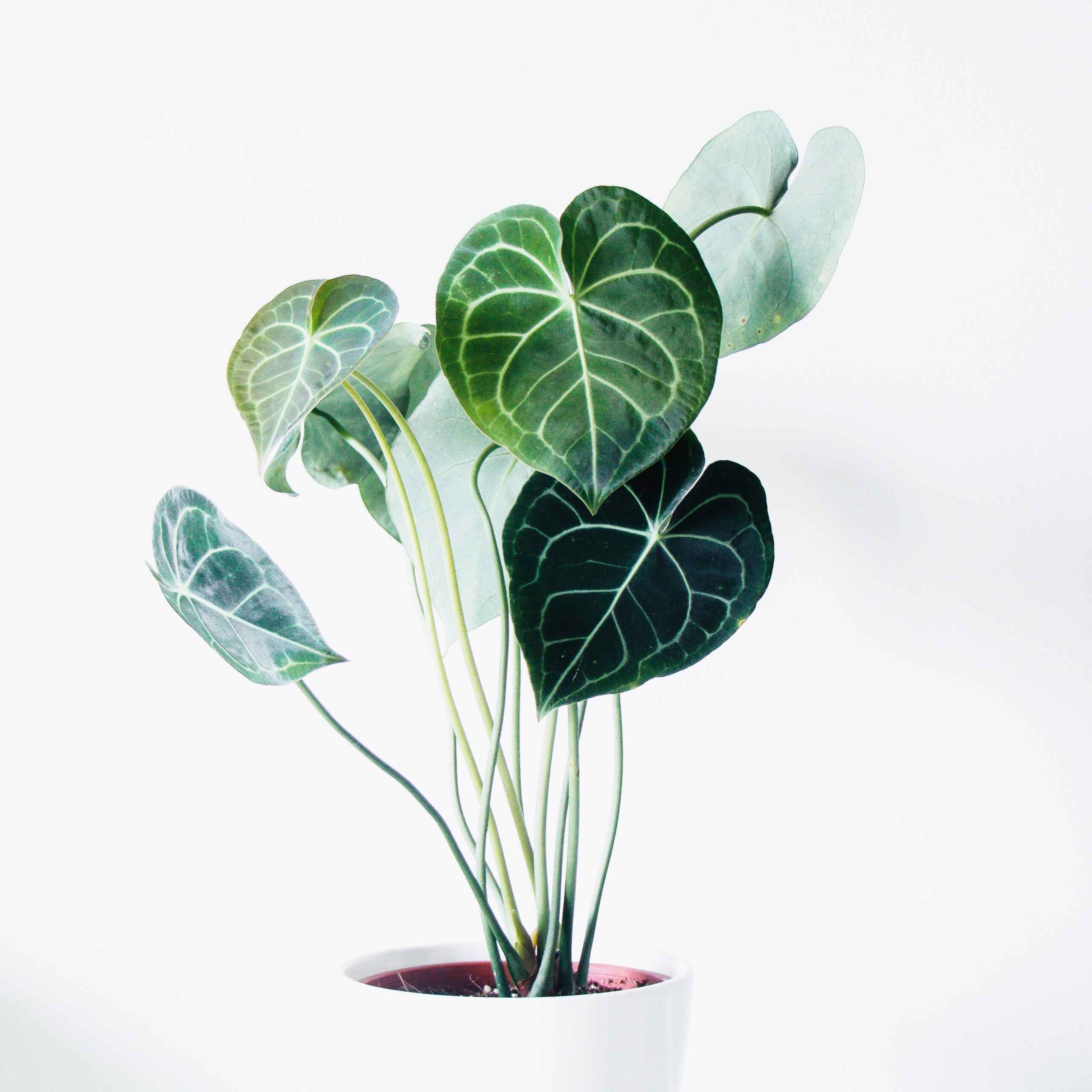 plantes-d-interieur-medd-agencement-filodendro-1