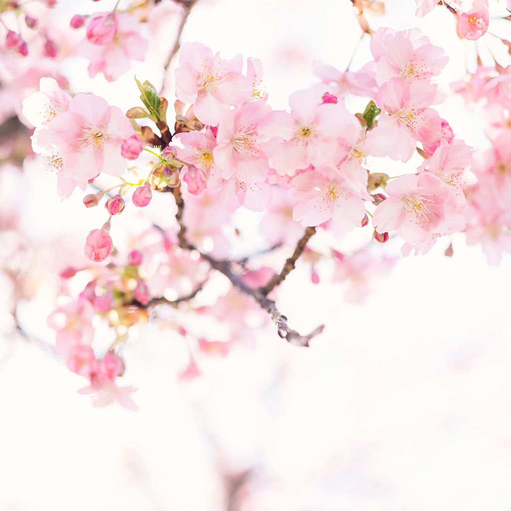 tendencias-de-cores-medd-design-blog-2024-soft-pink-stock-2