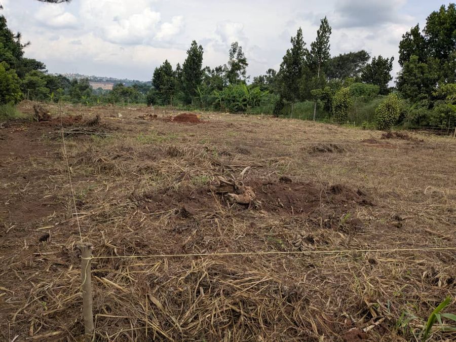 plot view