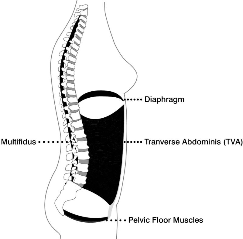 pelvic floor and diaphragm