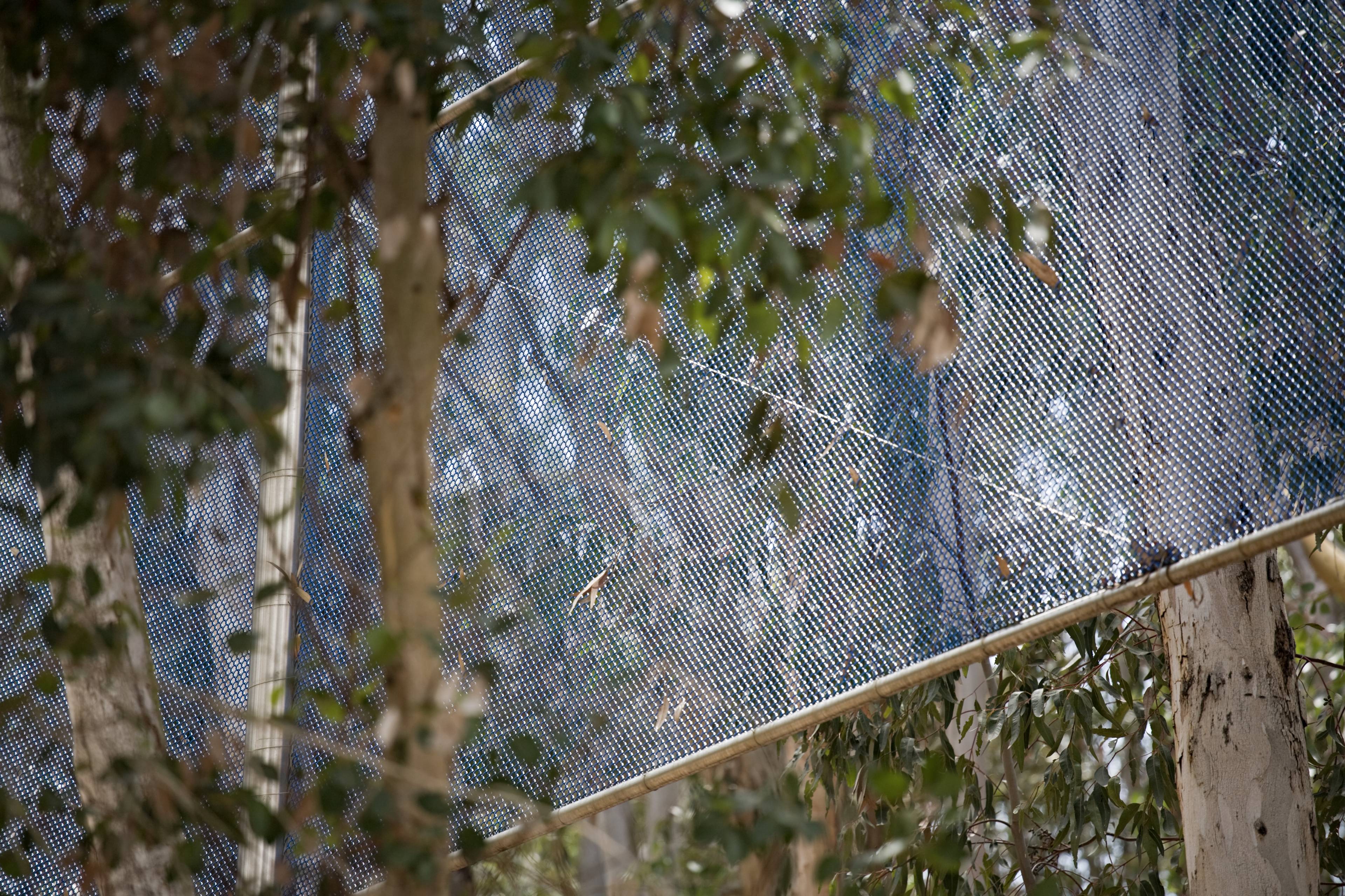 Green leaves and branches partially obscure a metal mesh fence, with sunlight filtering through the foliage. The scene suggests a natural setting with a barrier in the background.