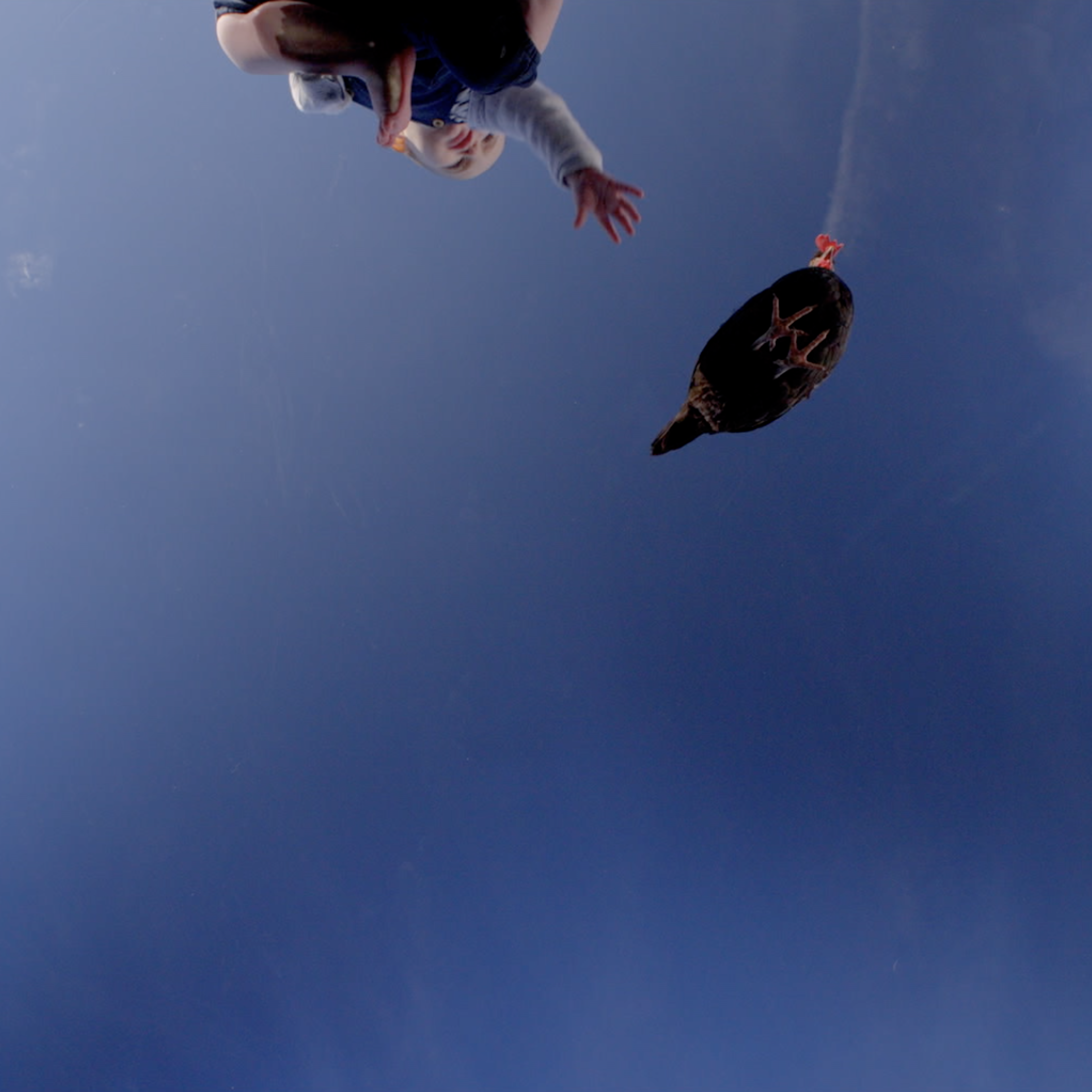 Low-angle photo of a child reaching upward, trying to grasp a black chicken floating against a clear blue sky.